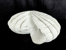 Home Decor: Tabletop Showpiece. Handcrafted Wooden Decorative Nautilus Shell.