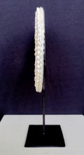 Home Decor - Table / Wall Ornament. Irian Jaya Tribal Cowrie Shell Necklace mounted on a custom made stand.